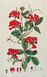 Sweet Pea: Lathyrus odoratus from 